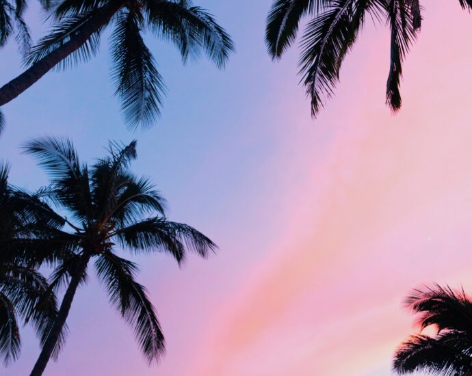 Black silhouettes of palm trees against a sunset of purple, pink and orange shades.