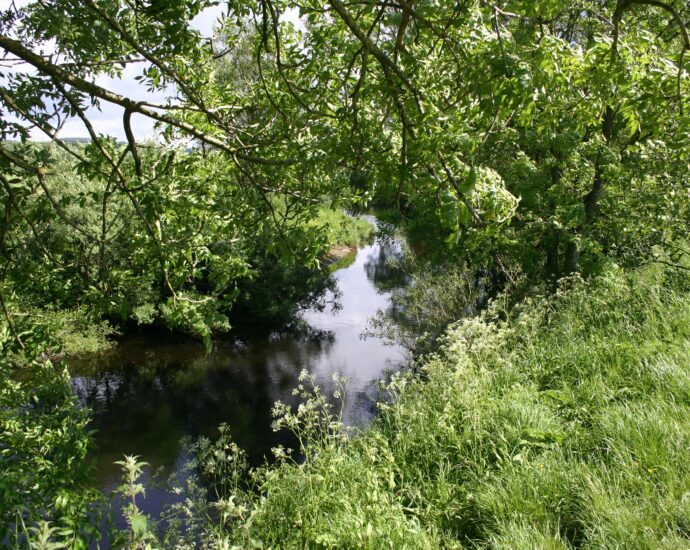 The River Wyre at one of its meanders, covered by trees.