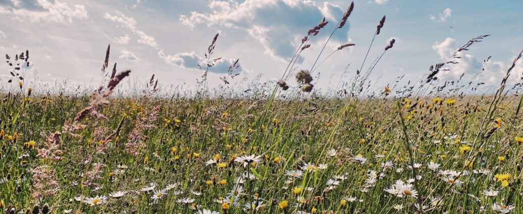 A green field filled with daisies and dandelions, beneath a baby blue sky scattered with clouds. The image mimicks the freedom that the boys in Close had before limiting themselves after judgement from classmates.