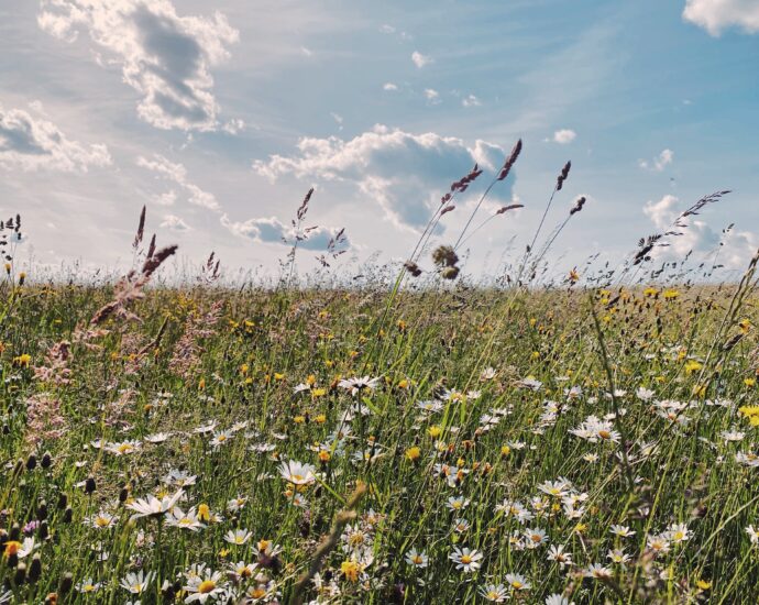 A green field filled with daisies and dandelions, beneath a baby blue sky scattered with clouds. The image mimicks the freedom that the boys in Close had before limiting themselves after judgement from classmates.