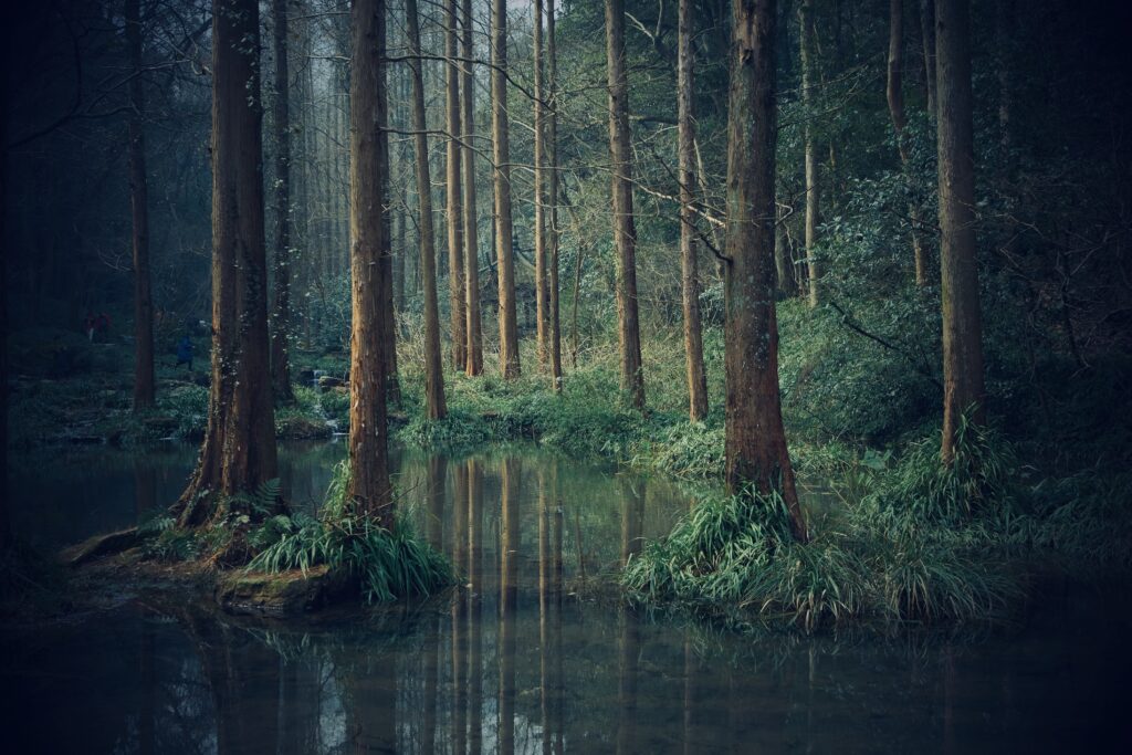Picture of a swamp in the woods. Gloomy and mystical, it channels similar energies to those captured by Hozier in Eat Your Young and his discography more widely.