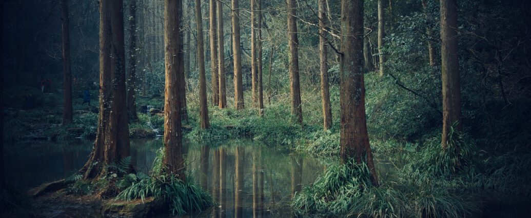 Picture of a swamp in the woods. Gloomy and mystical, it channels similar energies to those captured by Hozier in Eat Your Young and his discography more widely.