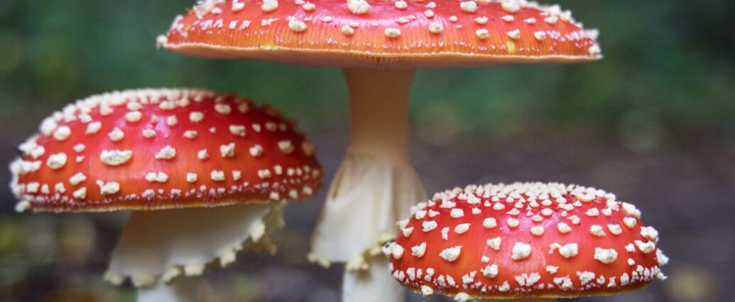 three red mushrooms with white spots growing in the woods. mushrooms' hallucinogenic ingredient and MDMA will be used as mental health treatments in Australia.