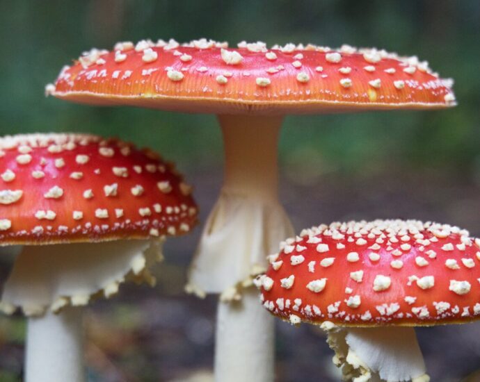 three red mushrooms with white spots growing in the woods. mushrooms' hallucinogenic ingredient and MDMA will be used as mental health treatments in Australia.
