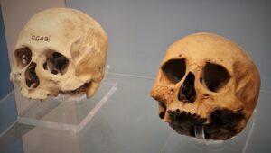 Egyptian skulls on display in the British Museum.