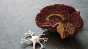 Image shows an anatomical model of the brain.
