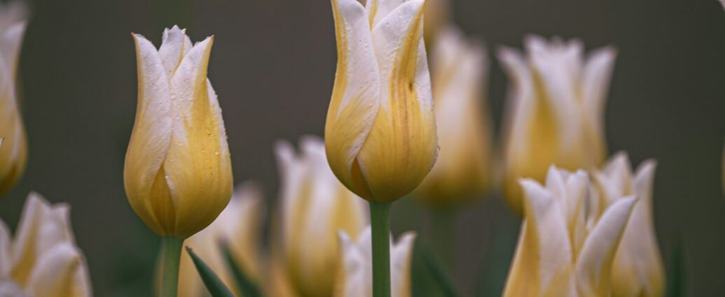 Image shows a bunch of yellow tulips.
