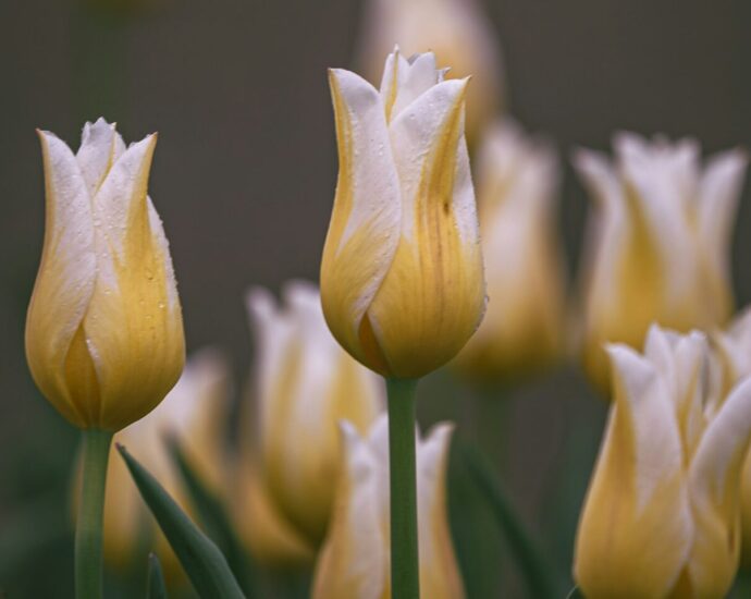 Image shows a bunch of yellow tulips.