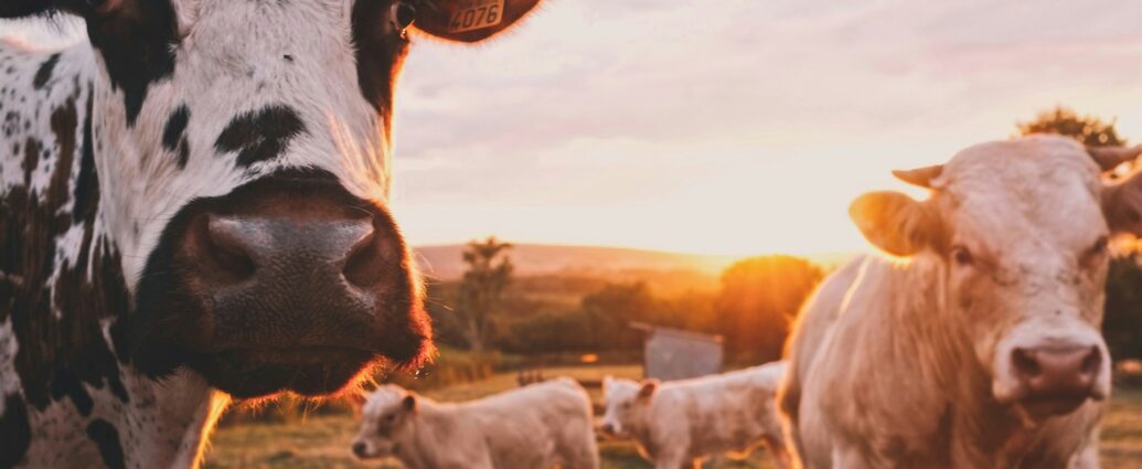 An image of two cows in a field. Dairy Farming.