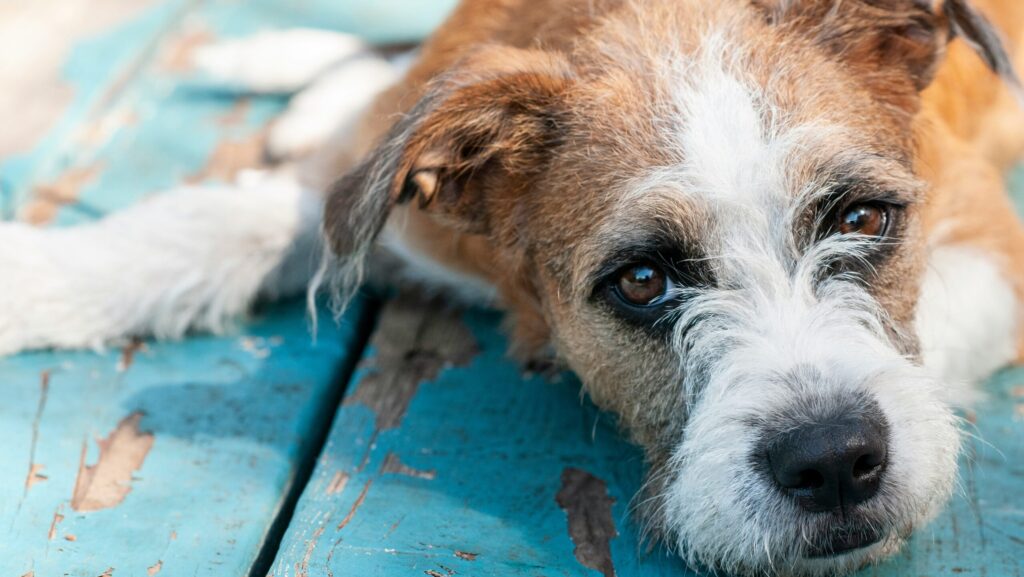 A ginger and white dog laying on blue wood floor representing A Pawtobiography