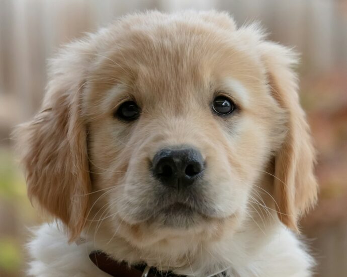 A Golden Retriever puppy looking at the camera.